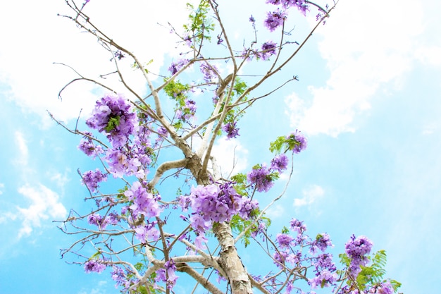 Jacaranda está en el fondo de cielo azul