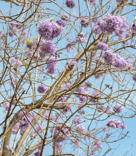 Jacarandá con flor de lila en cielo azul