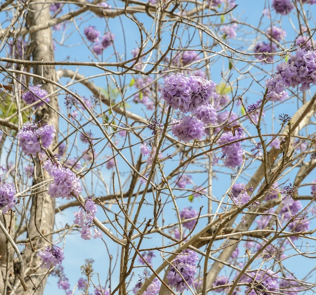 Jacarandá con flor de lila