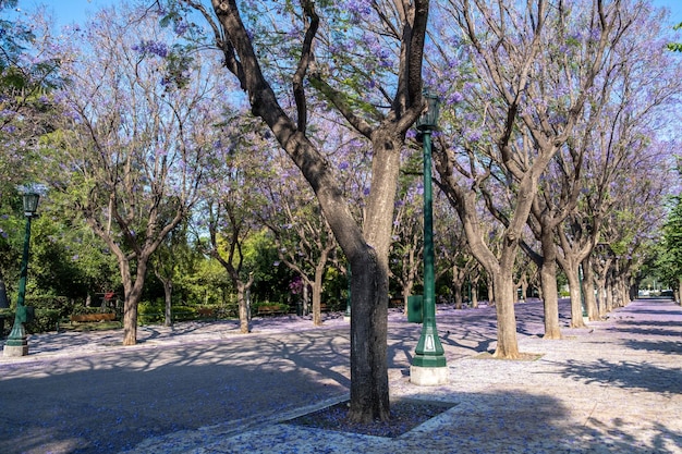 Jacaranda mimosifolia árboles en la calle que conduce a Zappeion Megaron Atenas Grecia