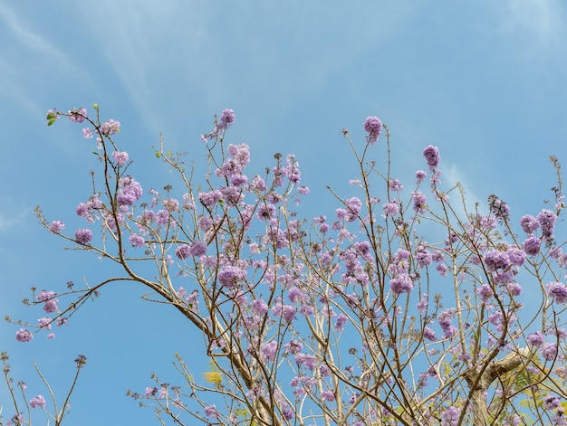 Jacarandabaum mit lila Blüte