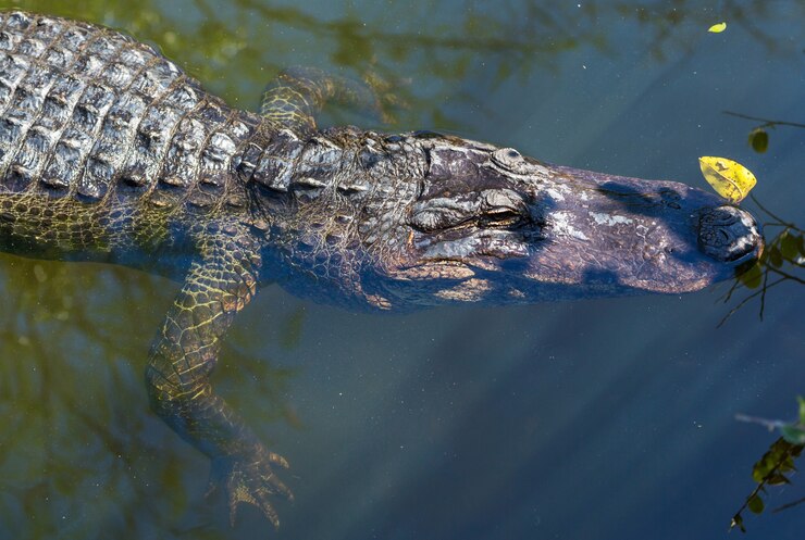 Foto jacaré americano nadando em everglades com reflexo colorido no parque nacional de natureza selvagem de água