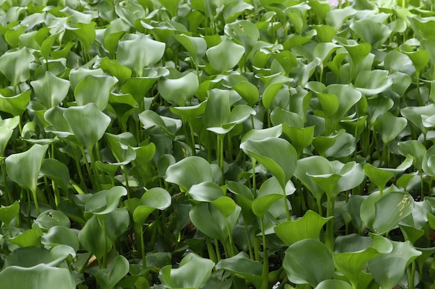 Jacinto de agua (Eichhornia crassipes)