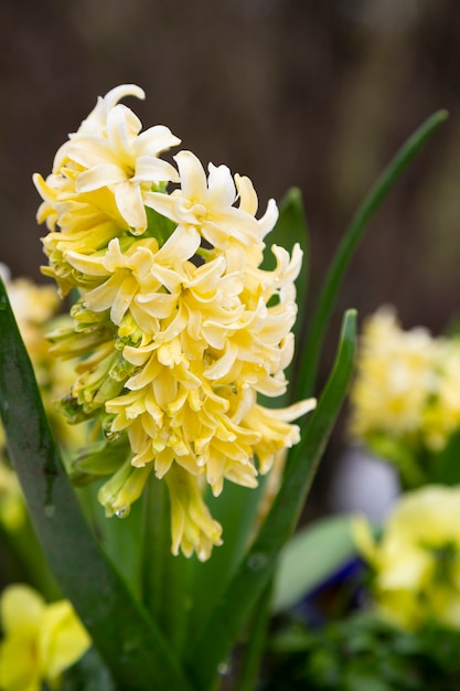 Jacinto amarelo cremoso, Hyacinthus orientalis - jacinto comum, holandês ou de jardim