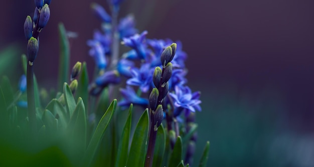 Jacinto azul floreciente en el jardín en una tarde soleada de verano enfoque selectivo