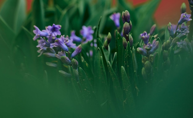Jacinto azul floreciente en el jardín en una tarde soleada de verano enfoque selectivo