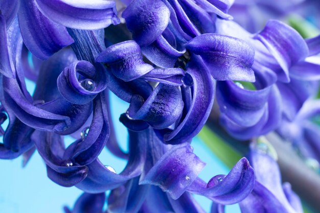 Jacinto com pétalas e pingos de chuva lilás, foto macro, fundo natural floral