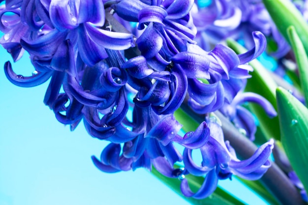 Jacinto com pétalas e pingos de chuva lilás, foto macro, fundo natural floral