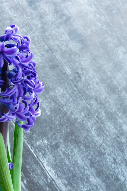 Jacinto comum ou flores de jacinto holandês em um fundo escuro de madeira. o conceito de olá primavera. conceito mínimo. cartão postal, fundo floral, espaço de cópia