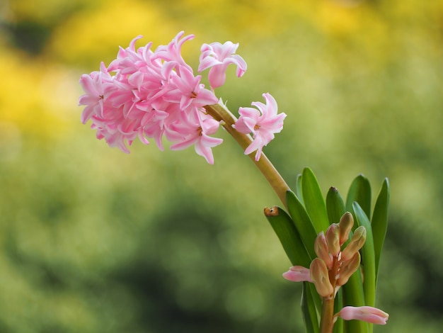 Foto jacinto-de-rosa perfumado