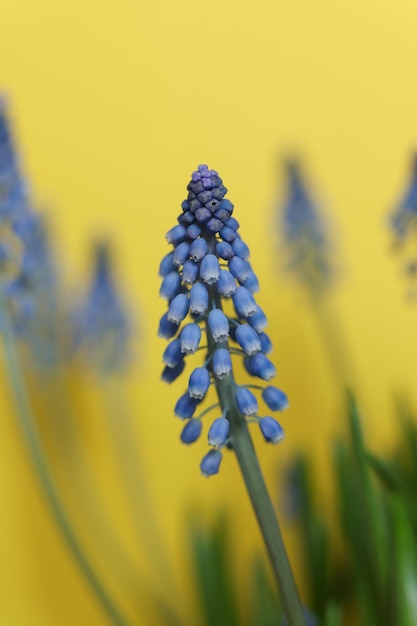 Jacinto de uva azul em um fundo rosa em close