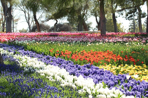 Jacinto e tulipas em um parque