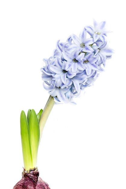 Jacinto en flor joven aislado sobre fondo blanco