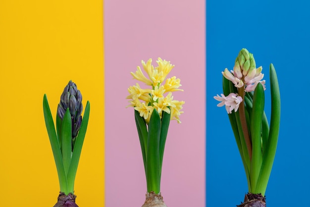 Jacinto flores azuis, amarelas e rosa após o inverno em fundo colorido. despertar da primavera. lindas flores desabrochando. jacintos crescentes com bulbo de flor em lapsos de tempo