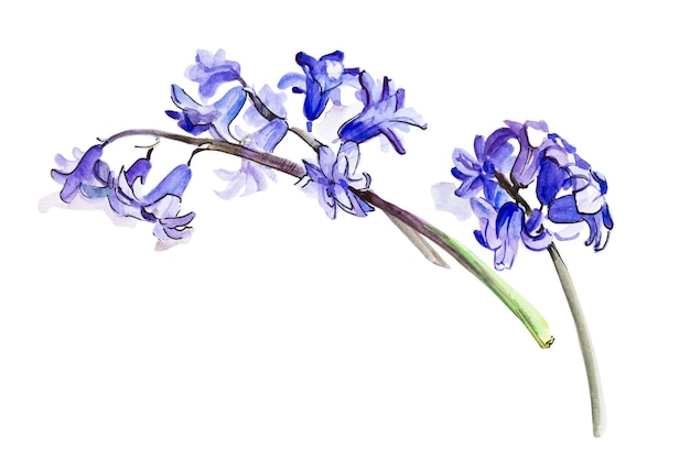 Jacinto de flores violetas Flor de acuarela aislado en blanco