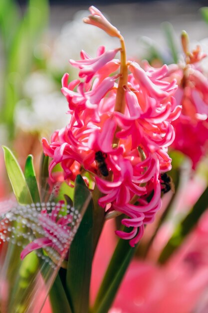 Jacinto florescendo na primavera no jardim Cultivo de jacintos em uma estufa Símbolo das férias de primavera