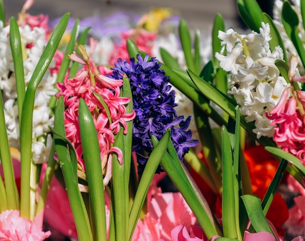 Jacinto florescendo na primavera no jardim Cultivo de jacintos em uma estufa Símbolo das férias de primavera