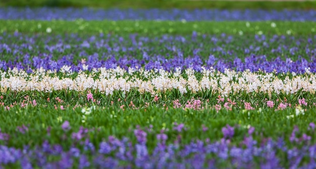 Jacinto lindas flores de jacinto no fundo floral vibrante do jardim da primavera