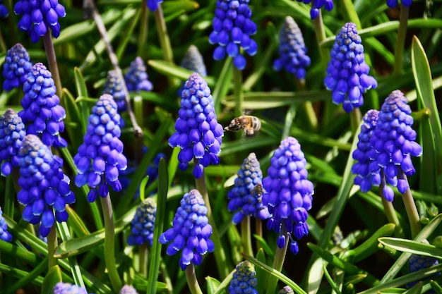 Foto jacinto de ratón o muscari lat muscari hermosas flores de color azul oscuro en un macizo de flores flores de fondo