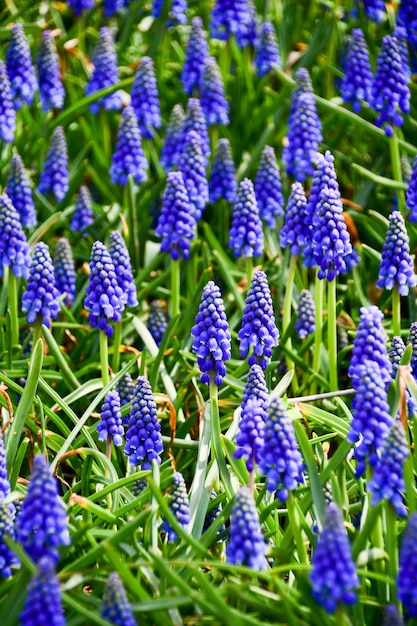 Jacinto de ratón o Muscari lat Muscari Hermosas flores de color azul oscuro en un macizo de flores