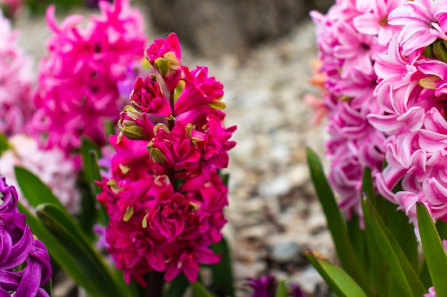 Jacinto rosa branco e roxo, ou hyacinthus, flores em plena floração horizontal