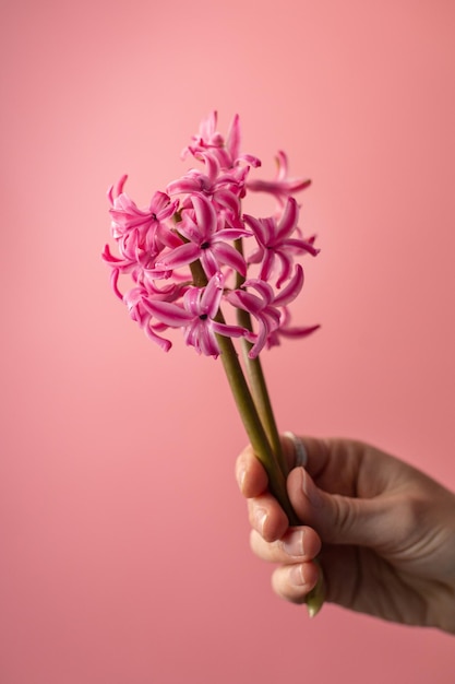 Jacinto rosa em uma mão feminina em um fundo rosa