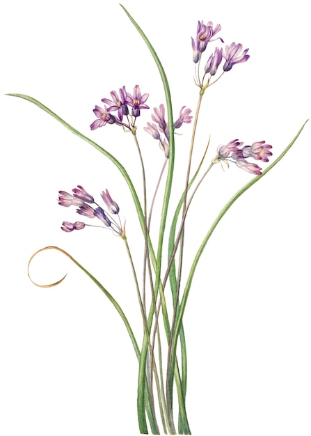 Jacinto salvaje png ilustración botánica acuarela