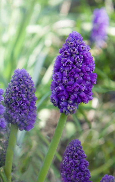 Jacinto de uva Blue spring muscari Cerrar primera flor de primavera Abortos espontáneos