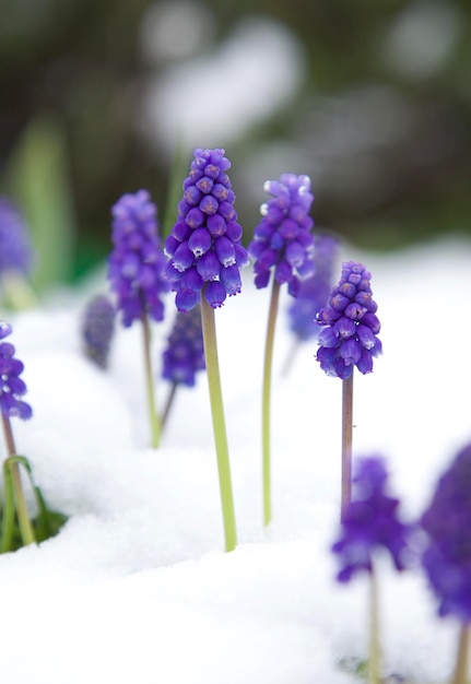 Jacinto de uva Blue spring muscari bajo la nieve Cerrar la primera flor de primavera
