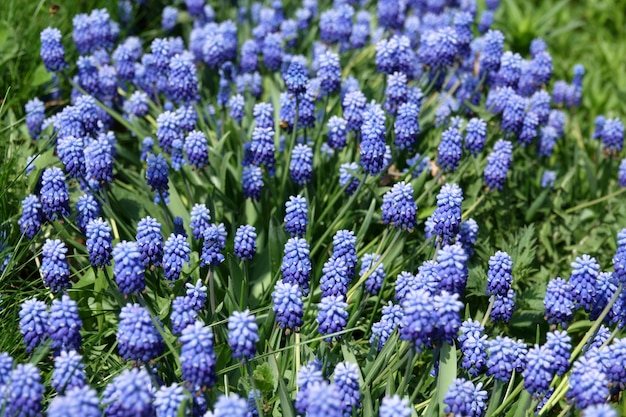 Jacinto de uva común Muscari botryoides en plena floración.