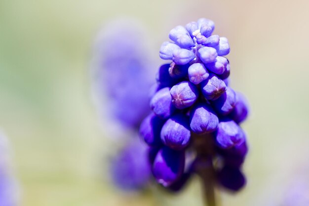 Jacinto de uva común (Muscari botryoides) en plena floración.