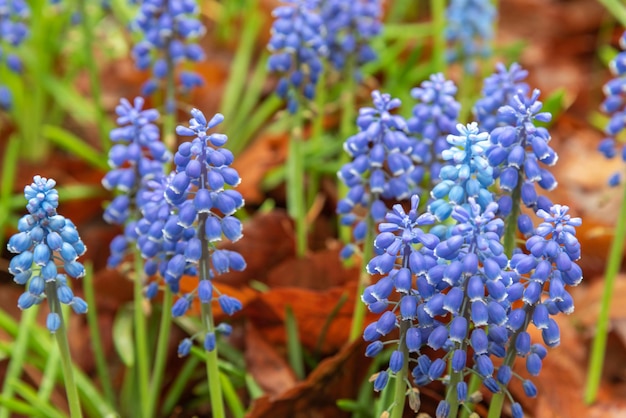 Jacinto de uva Muscari armeniacum flor