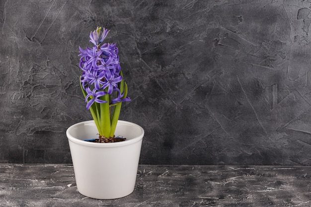 Jacinto violeta em vaso de flores
