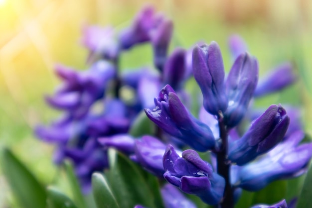 Jacinto violeta que florece en el jardín flor de primavera de azul púrpura jacinto orientalis de cerca m...