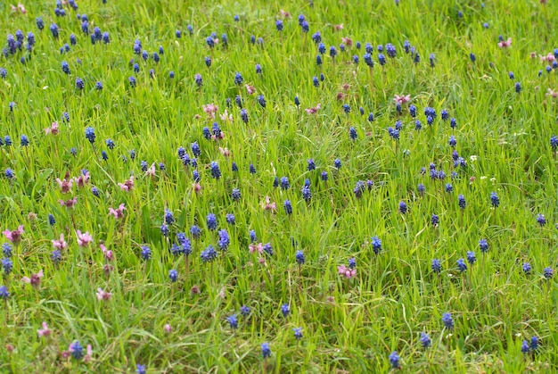 Jacintos de flores azuis na grama verde