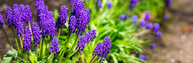 Jacintos de uva azul em uma grama verde Muscari com grande flor azul e folhas verdes longas e finas Jacinto de uva crescendo em uma grama com grama verde fresca turva no fundo