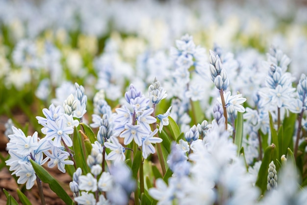 Jacintos florecientes césped de primavera verde en el jardín