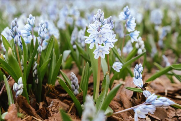 Jacintos florecientes césped de primavera verde en el jardín