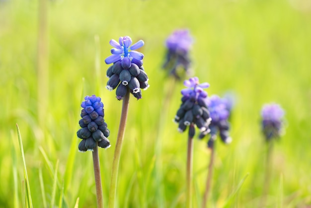 Jacintos de flores azules sobre la hierba verde