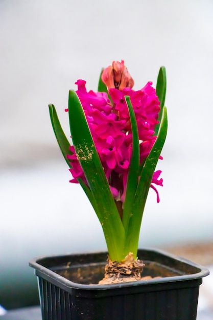 Jacintos multicolores en macetas Concepto de jardinería doméstica