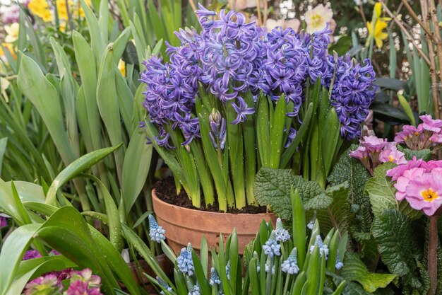 Jacintos, muscari, narcisos en macetas. Flores bulbosas perennes. flores de primavera en macetas