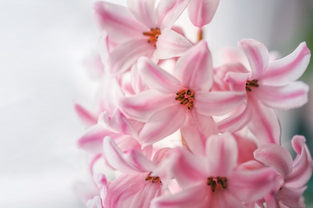 Jacintos rosados florecientes, fondo de la flor de la primavera.