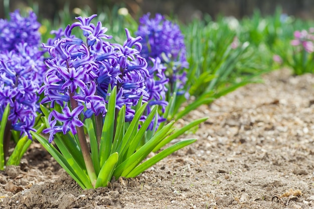 Jacintos roxos no jardim