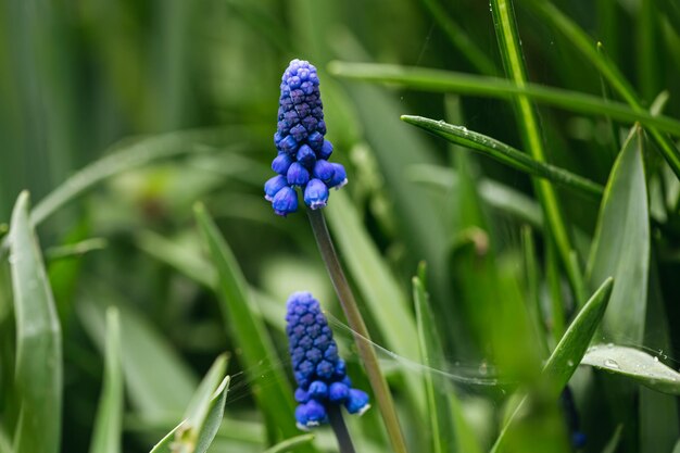 Jacintos de uva o muscari azul en el jardín de primavera