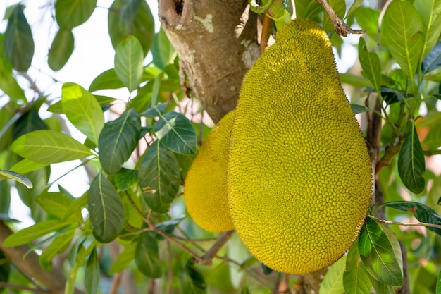 Foto jack-frucht auf baum im garten der biologischen landwirtschaft