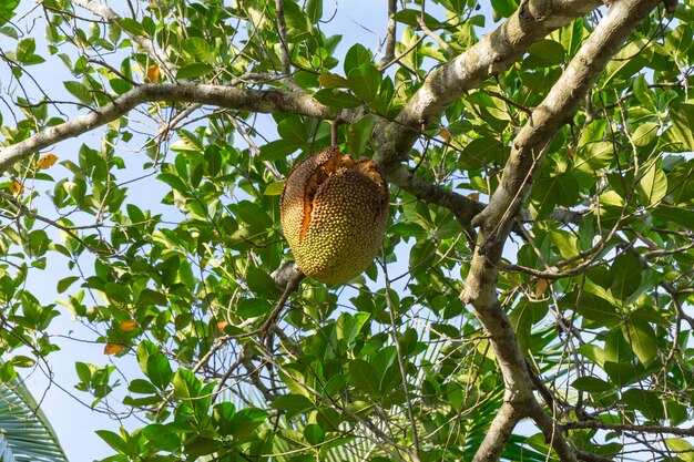 Jack fruta danificada pelo esquilo na árvore