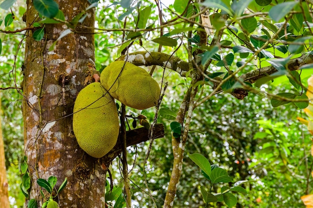 Jack-Obstbaum mit reifen Früchten auf der Farm in Sansibar