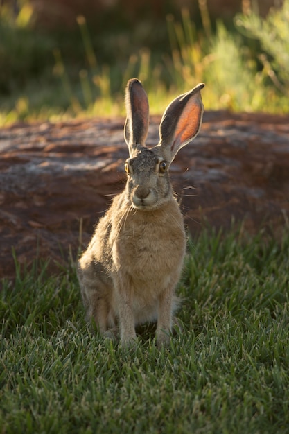 Jack rabbit no arizona