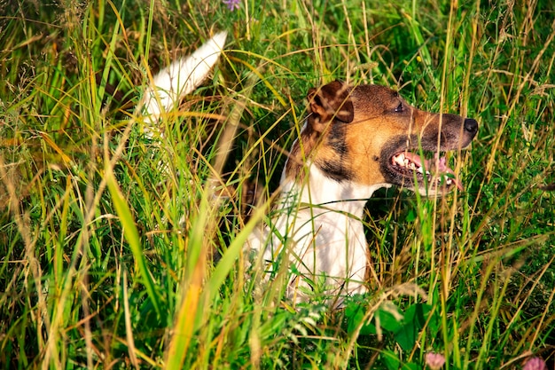 Jack Rassel terrier de pie en la hierba alta después de correr y jugar