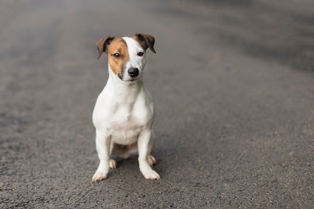 Jack Russel na estrada